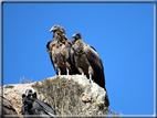 foto Canyon del Colca